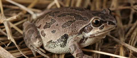 Illinois Chorus Frog in a mat of vegetation