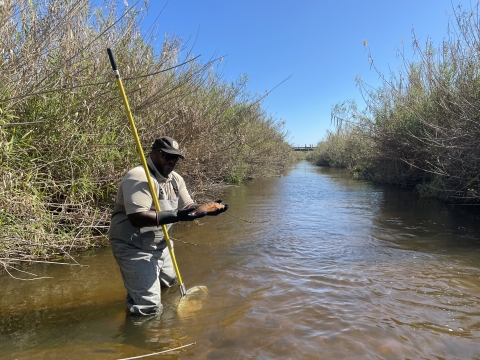 Fish Biologist Cedric Doolittle in a South Florida canal with captured Mayan cichlid 