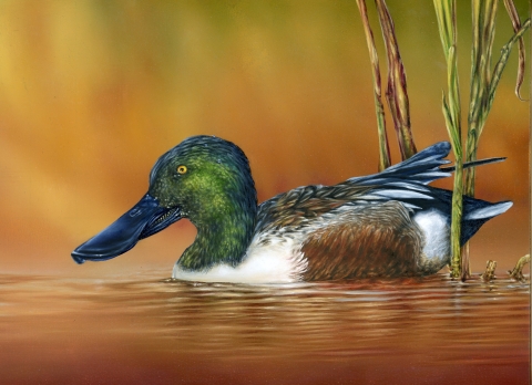 Realistic oil paint rendering of a male northern shoveler duck swimming right to left through a few blades of marsh grass in waters lit with a burnt orange sunset glow.