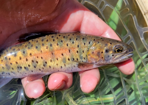A close up of a Lahontan cutthroat trout, a fish with a gold body, dark spots and a faint red stripe.