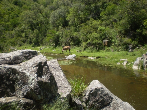 a horse stands by a body of water grazing on grass. Dense forest vegetation stands behind the horse