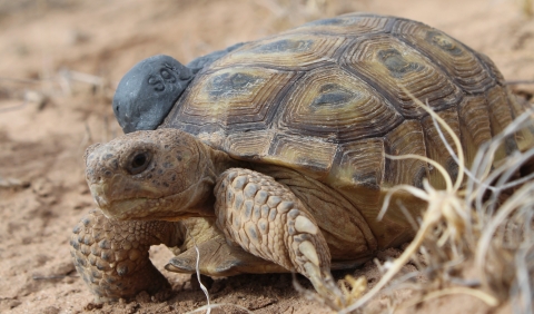 A tan tortoise crawls along sandy terrain, with some dry grass in the foreground. The there's a putty lump on the shell reading "S9"