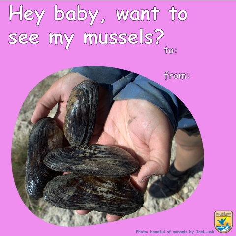 a handful of freshwater mussels, text reads: hey baby, want to see my mussels?