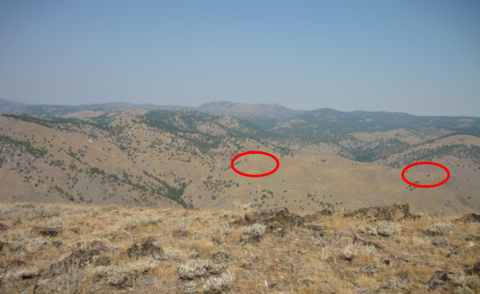View across a sagebrush-steppe canyon in eastern Oregon. Two circles are drawn over the photo to show where a herd of rams were first spotted (on left) and then where the hunter tried to take their ram (on right).