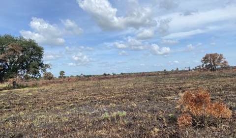 A field with burnt shrubs, trees and sky