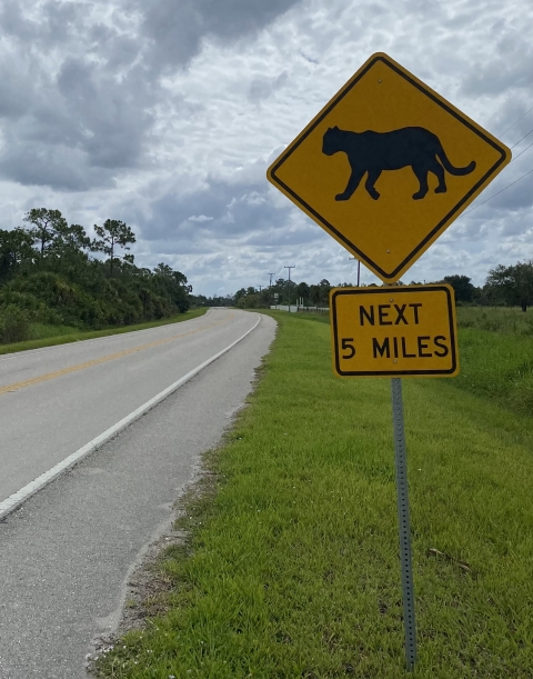A panther crossing sign in southwest Florida.