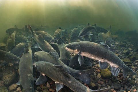 A school of large gray fish swim near the rocky bottom of a lake.
