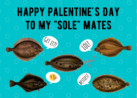 o	Alt Text: Five vintage illustrations of various species of sole on a blue background with white dots. Text reads “Happy Palentine’s Day to my Sole Mates.” There are speech bubbles next to each fish, reading “Get it?!,” “LOL!,” “Besties!,” and a kissing face emoji.