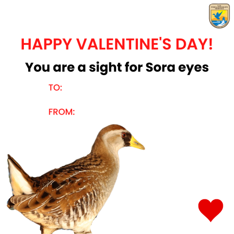 Sora bird on white background of Valentine's Day card that says "Happy Valentine's Day! You are a sight for Sora eyes"