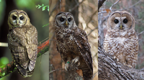 3 images of owls are placed next to each other. On the left is the northern spotted owl, in the center is the California spotted owl, and on the right is the Mexican spotted owl. All three owls are brown with white spots, trending lighter from left to right. 