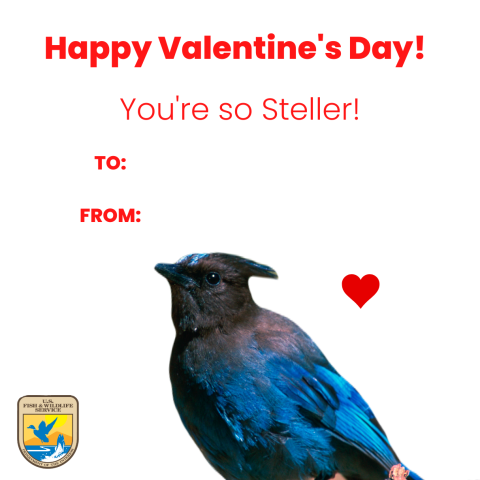 Steller's jay on a white background that says "Happy valentine's day, you're so Steller!"