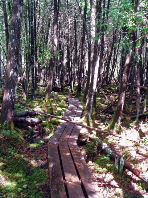 A boardwalk made of three side-by-side wooden planks meanders through a forest