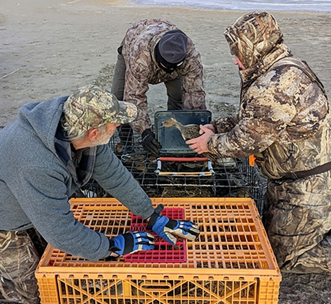 Three men prepare to band a buck