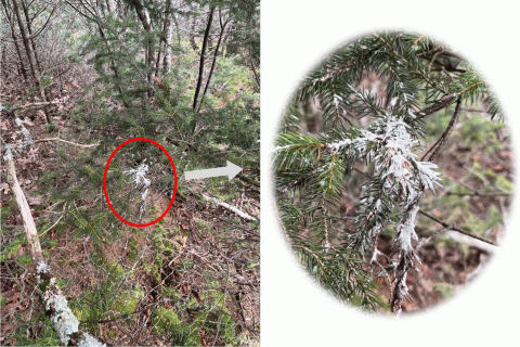 Side-by-side images showing owl excrement on a tree branch