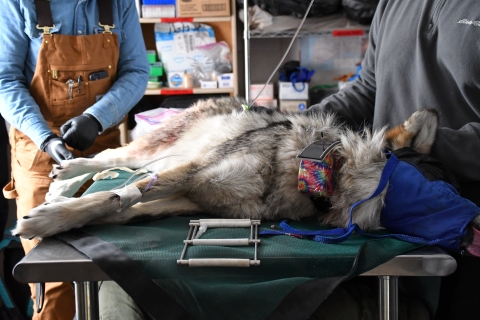 A sedated Mexican wolf lays on a table