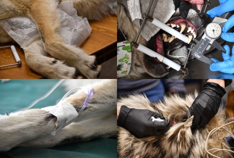 A photo collage of 4 photos showing (clockwise from top left) a wolf on a table with an ice pack, the jaws of a wolf being measured, an IV taped to a wolf leg and a shot being injected into a wolf's fur