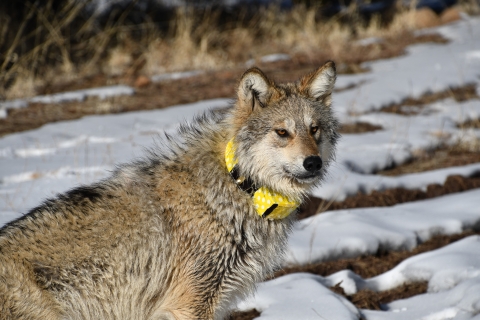 A Mexican wolf with a yellow radio collar stands in the snow