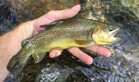 Apache Trout