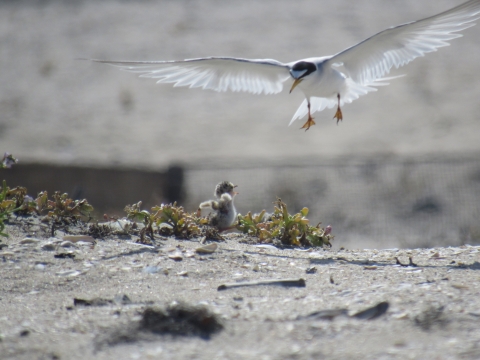 a California least tern adult soars in to a chick with wings open