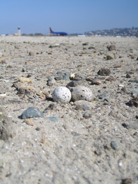 An airplane taxis by a least tern nest with two eggs