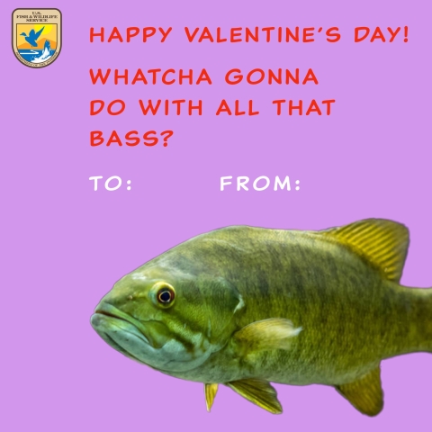 Photo text reads “Happy Valentine’s Day! Whatcha gonna do with all that bass?” A large green bass stares off into the distance.