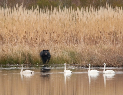 Black bear stands onshore looking at 4 out of reach tundra swans on the water.