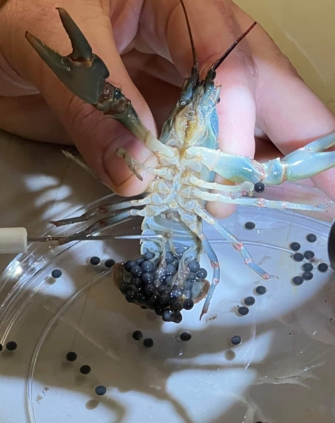 a hand holds a crayfish so the eggs are visible underneath it