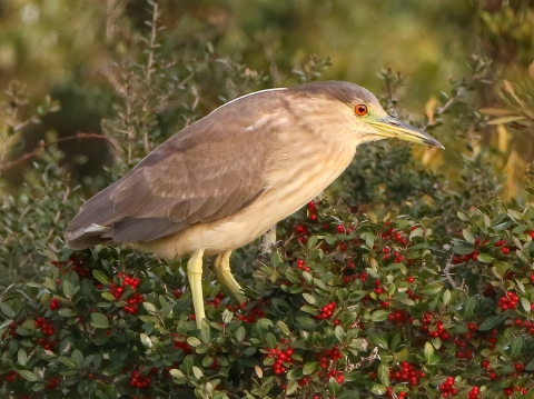 Brown and cream-colored bird stands in a red berry filled bush
