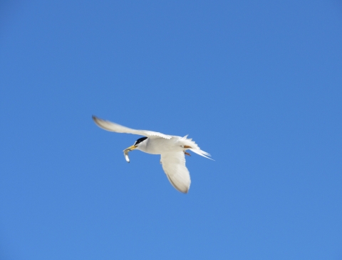 California least tern flying with fish 