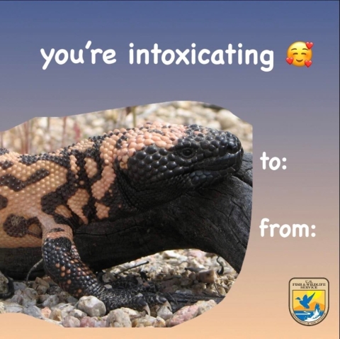 a photo of a gila monster on a rock with text that reads you're intoxicating with an emoji smiley face surrounded by hearts and to and from on the side