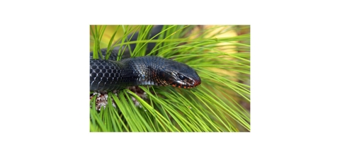 Eastern indigo snake in grass.