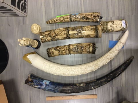 multiple carved ivory tusks on a table