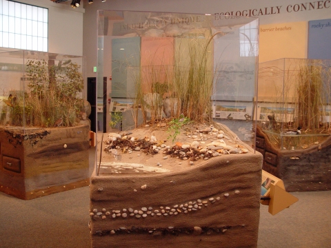 exhibits at Kettle Pond Visitor Center