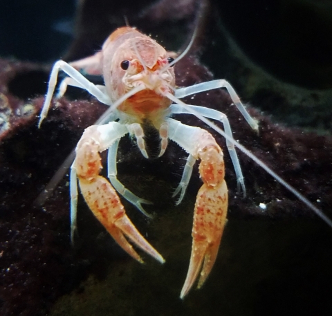 A pale coral-colored Miami cave crayfish faces the camera while underwater.