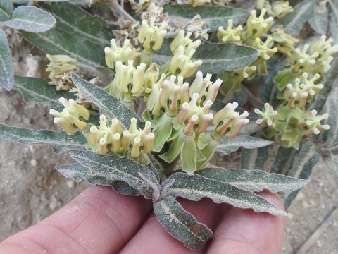 Three fingers hold a prostrate milkweed in bloom.