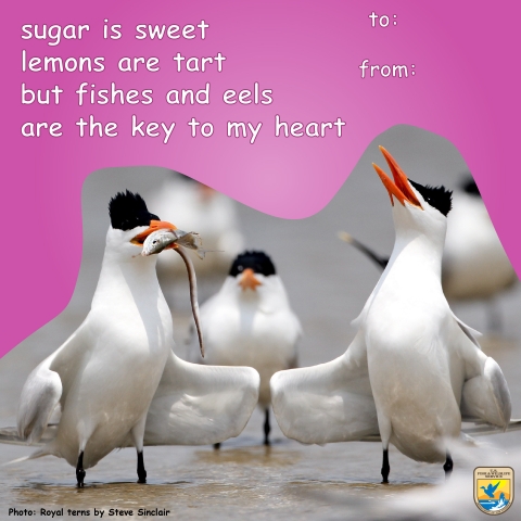 one royal tern brings another a gift of food. Text reads: sugar is sweet, lemons are tart, but fishes and eels are the key to my heart