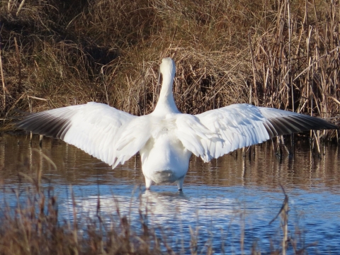 White snow goose standing in blue water with wings wide open