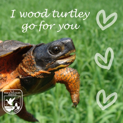 Image text reads “I wood turtley go for you.” The image is a wood turtle with its mouth open. There are tiny white hearts surrounding the turtle