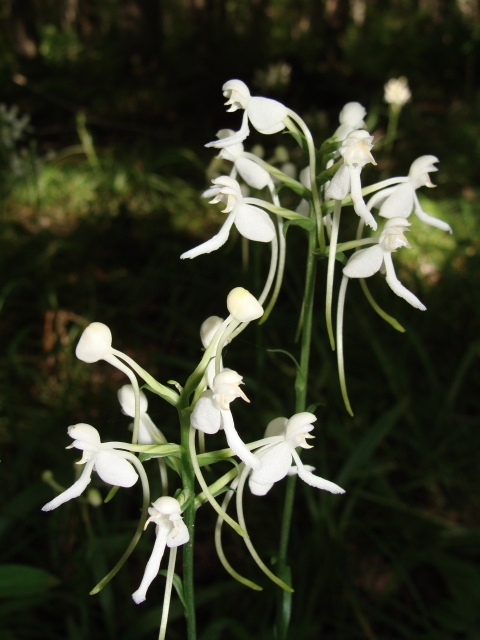 A close up photograph of twoWhite Fringeless Orchid