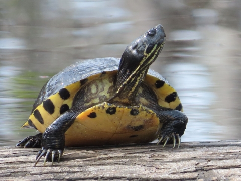 Yellow-belied slider turtle with long claws stretches its neck while sitting on a log next to water