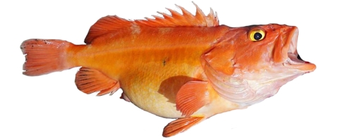 an orange fish with a yellow eye