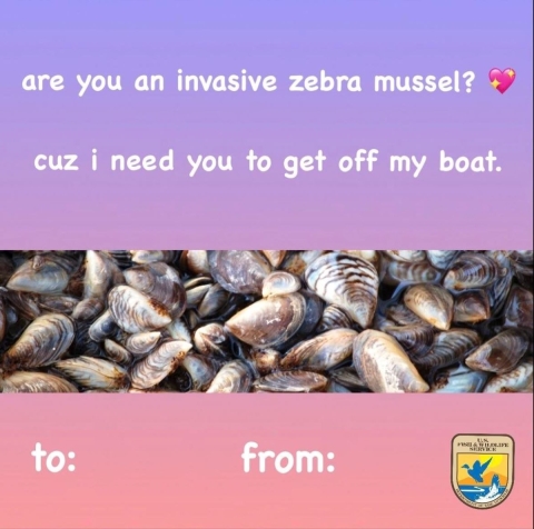 photo of a cluster of zebra mussels with text that reads are you an invasive zebra mussel cuz I need you to get off my boat with to and from at the bottom
