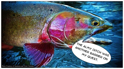 Bear River Cutthroat Trout with a speech bubble reading "The Almy Ditch was another barrier on my quest"