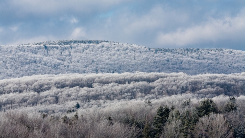 Snow-covered trees on a mountainside under a cloudy blue sky