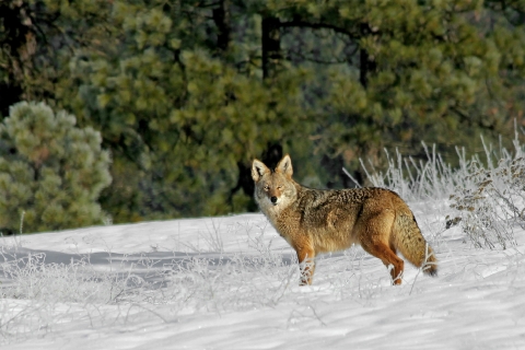 A coyote stands in a snow-covered field