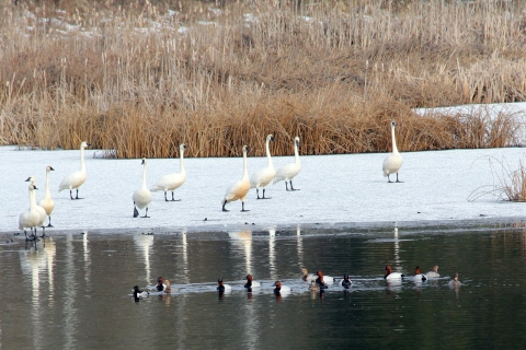 A group of migratory swans and ducks gather around a partially frozen pond