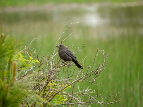 A small, dusky bird perches on an exposed branch.