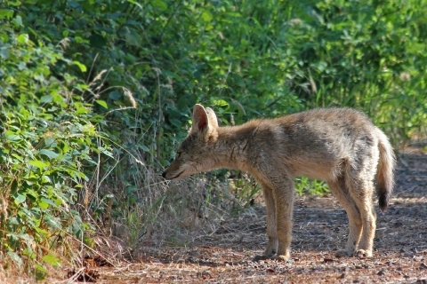 A young coyote inspects a bush