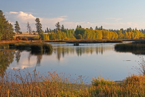 A scenic landscape photo of a pond in the foreground and trees in the distance.