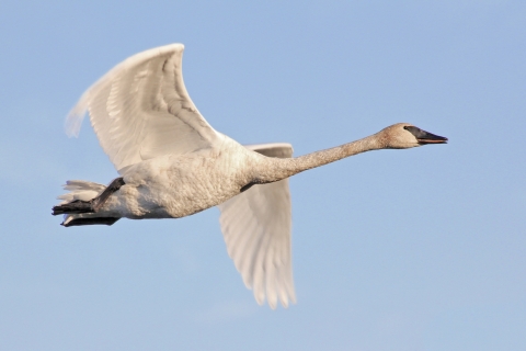 A trumpeter swan in flight